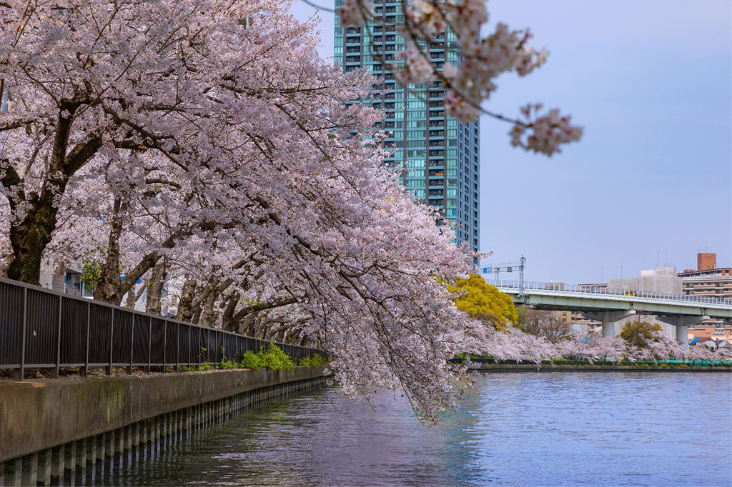 水面に向かって枝を伸ばす桜